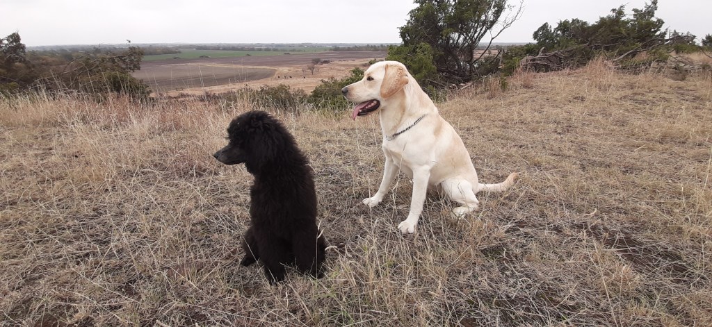 The Million Mile Dog – Traveling as a Dog&nbsp;Mom